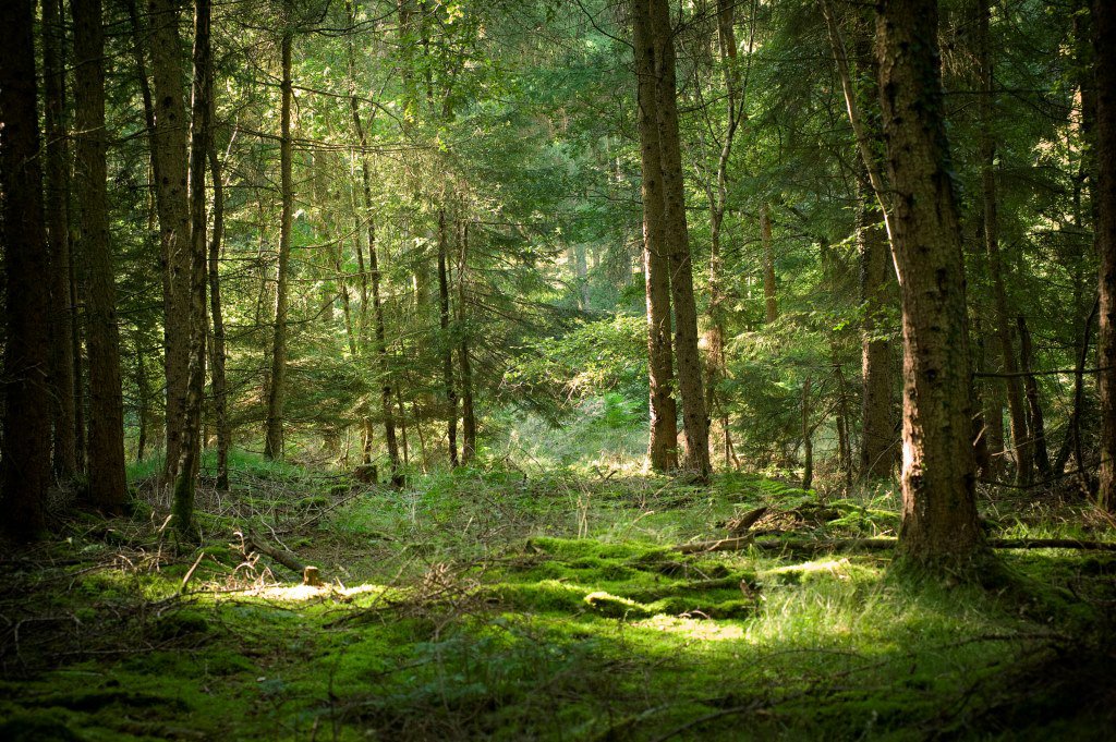 Forest of Dean Night Walk | OutdoorLads