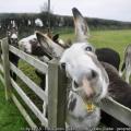 Donkey Sanctuary, Sidmouth 