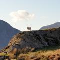 Sheep on a rock